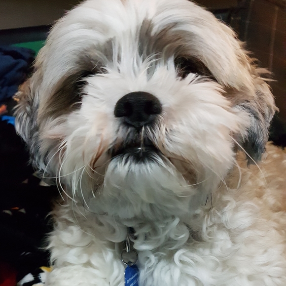 Meet your Posher, Florence - Picture 1 of 1